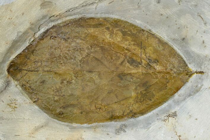Fossil Dogwood Leaf (Cornus) - Montana #113248